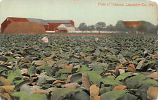 UPICK POSTCARD Field of TOBACCO Lancaster Co. Pennsylvania c1910 Unposted picture