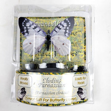 Elegant Aliforms Clodius Parnassian Life Like Motion Moving Butterfly New picture