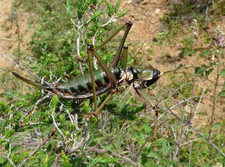 saga natoliae giant katydid ova x1 entomology collection. picture