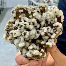 1.32LB Natural Milky Grey WhiteSprouting Quartz Cluster From InnerMongolia China picture