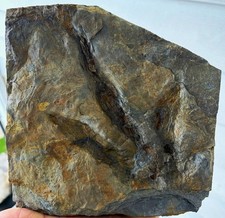 Nice Jurassic Dinosaur Footprint Fossil Track Imprint Gray Bed picture