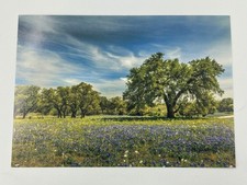 AmeriCares United States Healthcare Greeting Card Springtime Nature Scene picture