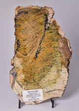 MICROBIAL MAT, STROMATOLITE STRELLEY POOL POLISHED SLICE, AUSTRALIA S407 picture