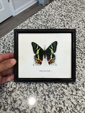 Urania ripheus recto REAL MADAGASCAR SUNSET MOTH FRAMED BUTTERFLY INSECT picture