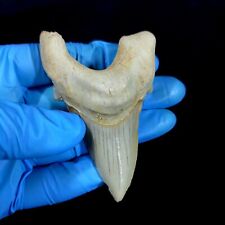 Special 3.14 IN Huge shark Otodus obliquus tooth Fossil  Megalodon  teeth picture