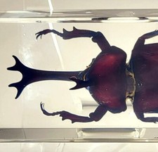 4.3" Real Japanese Rhinoceros Beetle in Clear Resin Science Education Specimen picture
