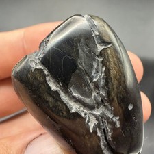 Polished Sperm Cetacean Tooth Fossil Marine Predator Tooth 2.7” picture