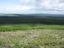 Photo 12x8 Wauchope Forest from Needs Law c2010 picture