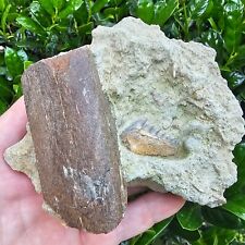 Phenomenal Hexanchus Andersoni Cow Shark Tooth In Matrix With Fossil Rib picture