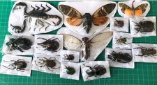 15 Real Beetle Bee Cicada Scorpion Preserved Specimen Dried Insect Dead Bug U... picture
