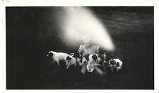 Vintage Old 1940s Abstract Photo Little Girl with Puppy Dogs & Light Anomaly ✨️  picture