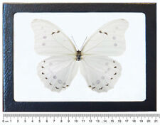 Morpho polyphemus white black butterfly Guatemala framed picture