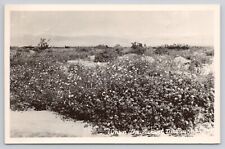Desert Lilies Flowers Scenic Photos of the West Frashers Foto Card RPPC Postcard picture