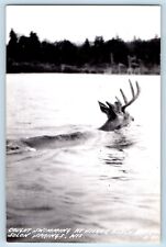 Solon Springs WI Postcard RPPC Photo Deer Caught Swimming At Silver Beach c1950s picture