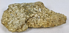 Crinoid And Corals Mass Extinction Small Plate 1.5''x2.5'' picture