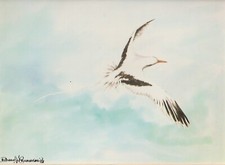 White tailed Tropicbird 4x5.5" Pen & Ink on Watercolor 1983 by Rhona picture