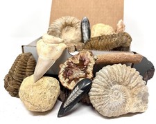 Fossil & Mineral Gift Box - HUGE Ammonite, Trilobite, Shark Tooth, Fulgurite picture