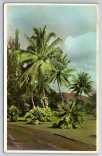 RPPC c1910s Hawaii Palm Trees Colored Postcard picture
