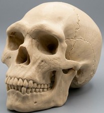 8" Neanderthal Skull Replica 3D Printed PETG Prehistoric Human Model Decor Prop picture