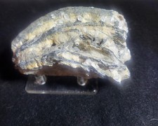 EXTINCT ICE AGE MEGAFAUNA TOOTH FRAGMENT FOSSIL PEACE RIVER FLORIDA picture