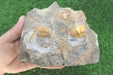 Onnia Superba Trilobite Fossil – Double Trilobite in Natural Matrix – Authentic picture
