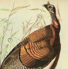 Wild Turkey Male Bird 1946 Color Art Print John James Audubon Nature DWV2D picture