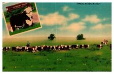 KS Kansas Typical Kansas Ranch Cattle 4094F Linen Postcard picture