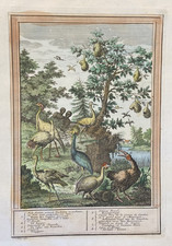 1747-49 Schley Gambia Royal Bird Guinea Fowl AFRICA Nice Hand Colored Engraving picture