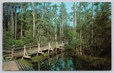 Vintage Okefenokee Swamp Park Waycross GA Boardwalk Wilderness Plastichrome picture