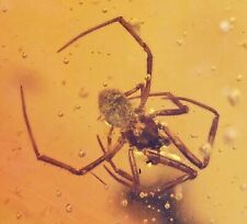 Detailed Araneae: Araneida (Spider), Fossil Inclusion in Dominican Amber picture