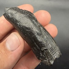 Fossil Sperm Cetacean Tooth Unpolished All Natural picture