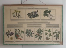 RARE Double Sided Soviet Biology Wall Chart Plant Systematics Botany 1971 picture