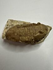 Oklahoma Trilobite, Homotelus bromidensis, Carter County, Oklahoma picture