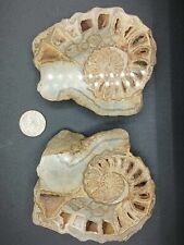 Conlinoceras Ammonite Polished Cretaceous Texas picture