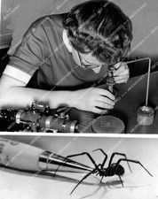 / 1954 animals science black widow spider webs used for optic sights cross hairs picture