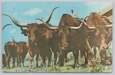 Texas Longhorn Cattle Herd Gene Autrey Everatt Rodeo Postcard picture