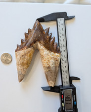 Phenomenal LARGE basilosaurus tooth, massive and WIDE 4.8" molar picture