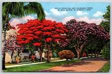 Postcard Royal Poinciana & Jacaranda Trees In Full Blooms In Florida Posted 1937 picture