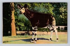 New York City NY, Okapi New York Zoological Park Vintage Souvenir Postcard picture